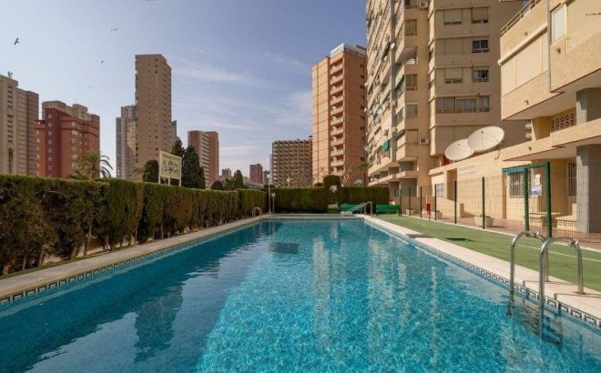 Bestaande bouw - Apartment - Benidorm - Levante